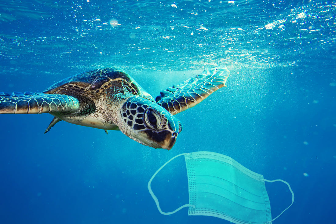 Plastic Pollution During The Pandemic: Reusables Are Safe To Use Again