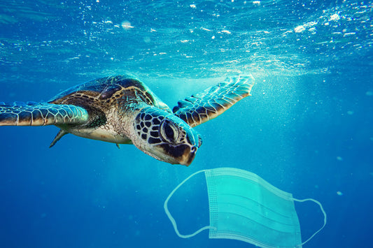 Plastic Pollution During The Pandemic: Reusables Are Safe To Use Again