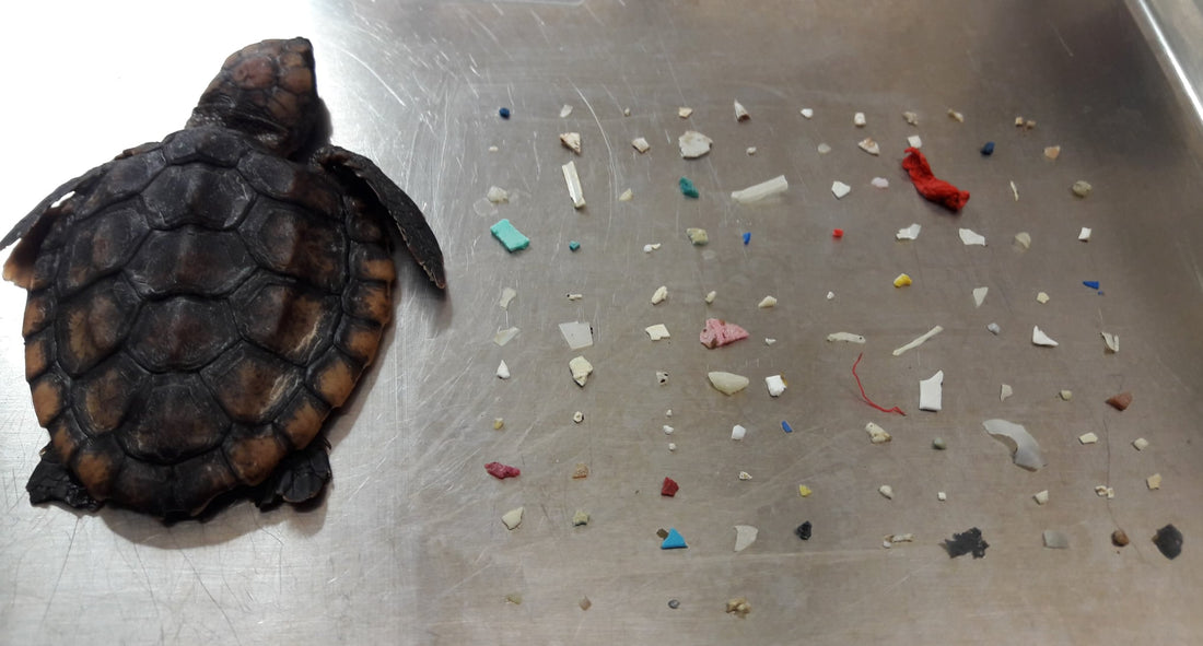 Baby Turtle Dies After Ingesting 104 Pieces of Plastic
