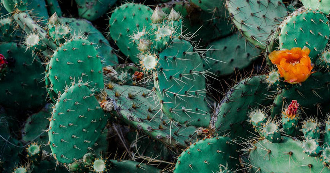 This Researcher Is Making Biodegradable Plastic From Cactus Leaves