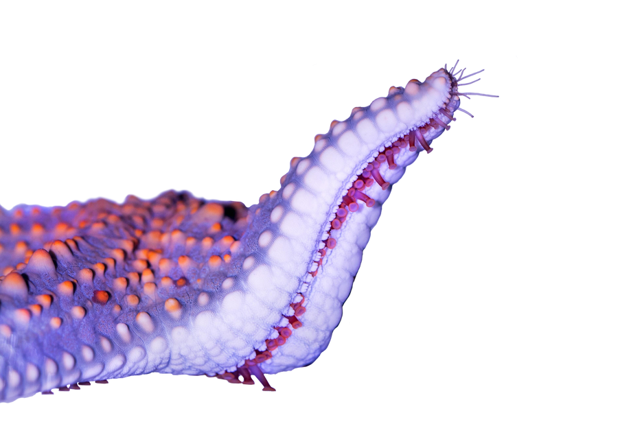 Starfish